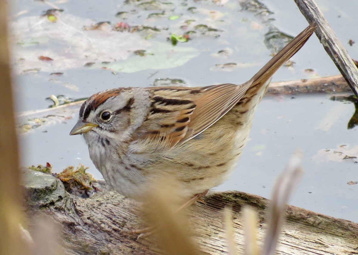 Swamp Sparrow - Claire  Halpin