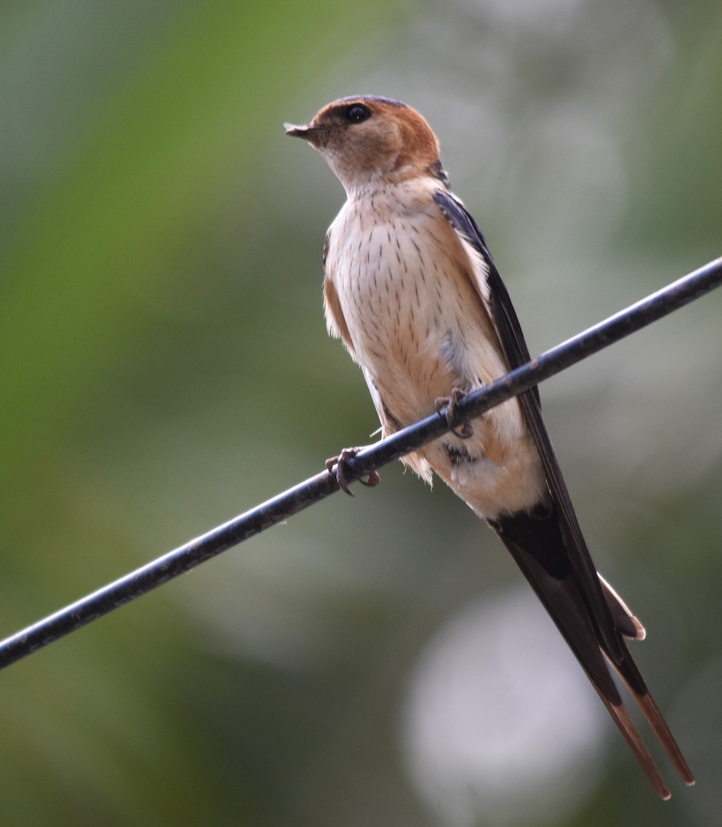 Red-rumped Swallow - ML561114781