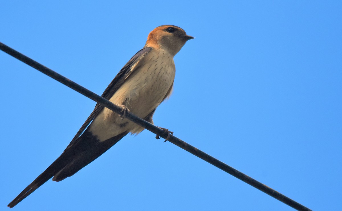 Red-rumped Swallow - ML561115061