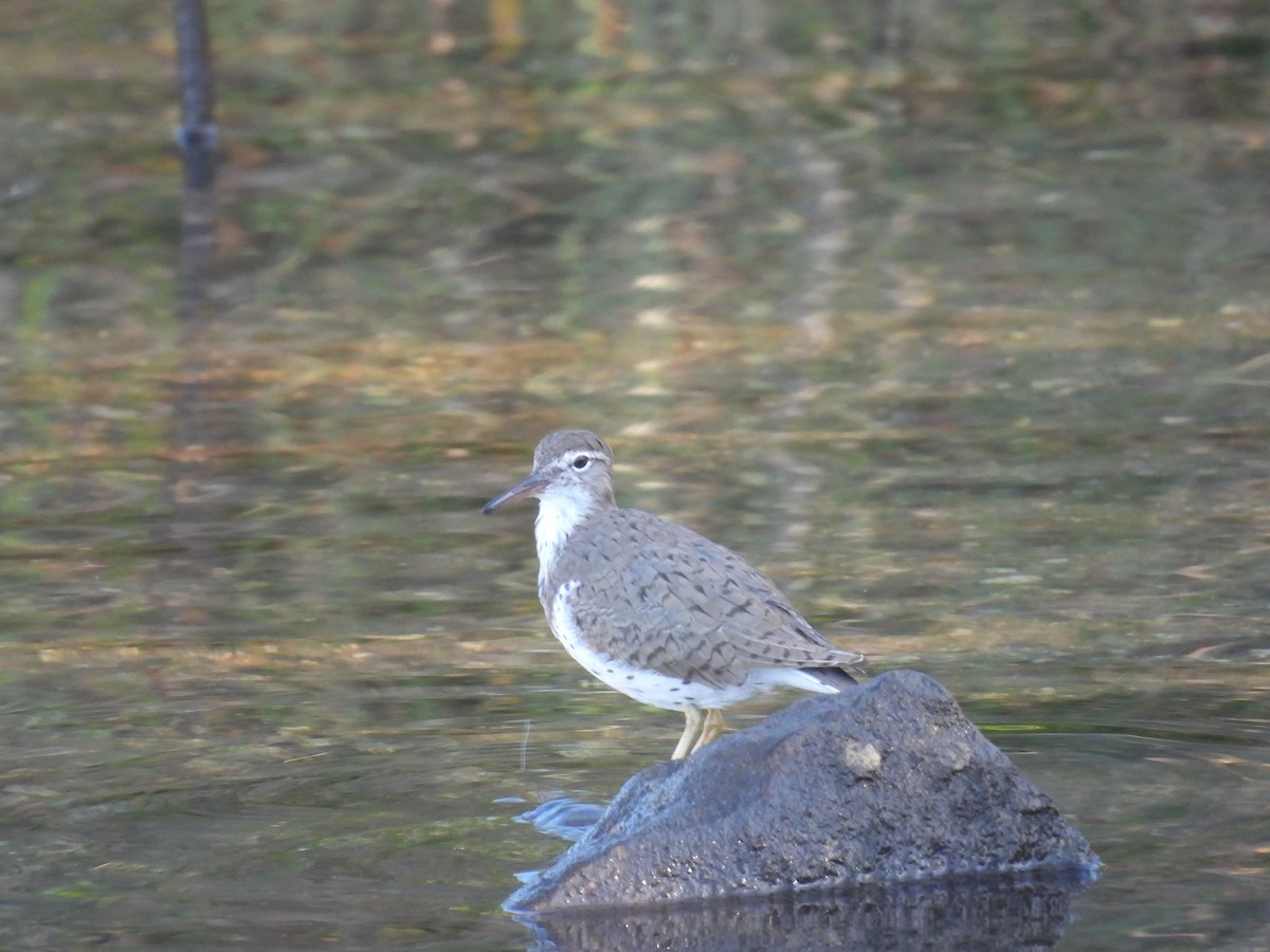 EBird Checklist 22 Apr 2023 Bayport Park 14 Species