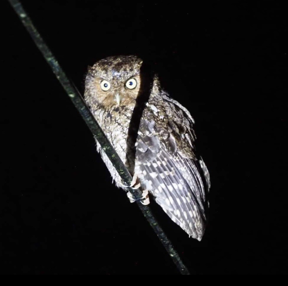 Bare-shanked Screech-Owl - ML561120571