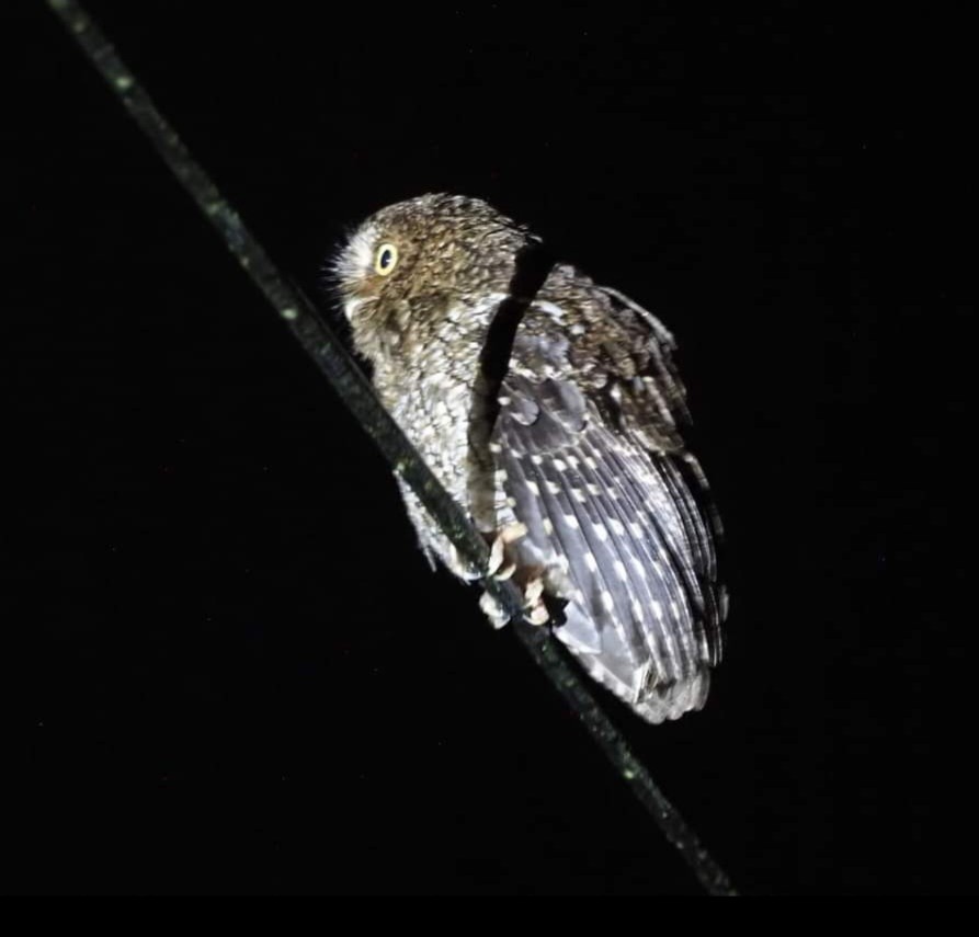 Bare-shanked Screech-Owl - ML561120581
