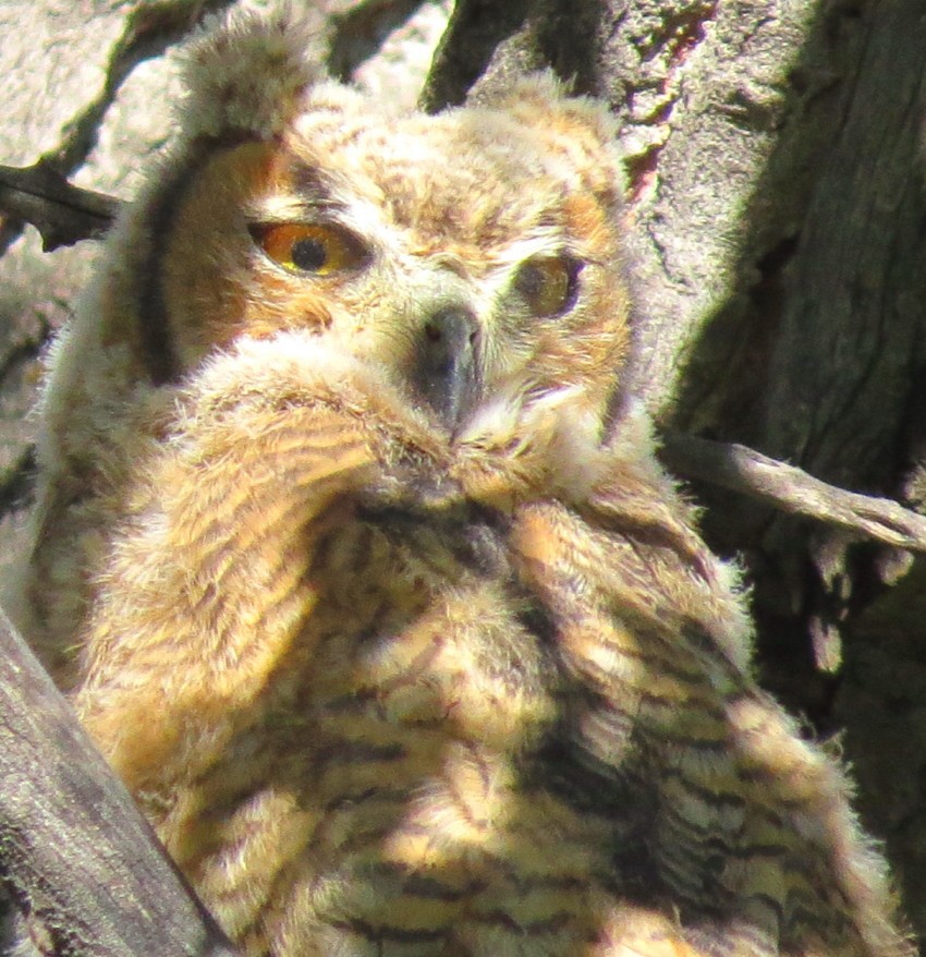 Great Horned Owl - ML56112391