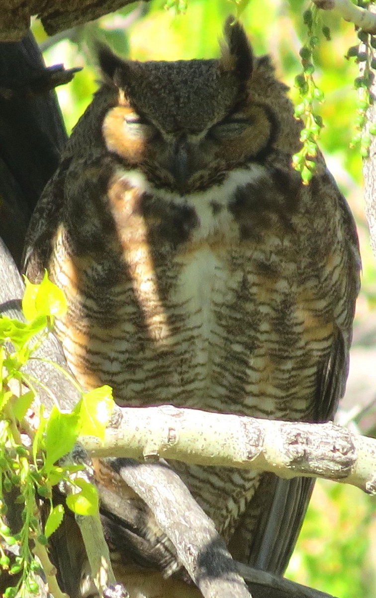 Great Horned Owl - ML56112431