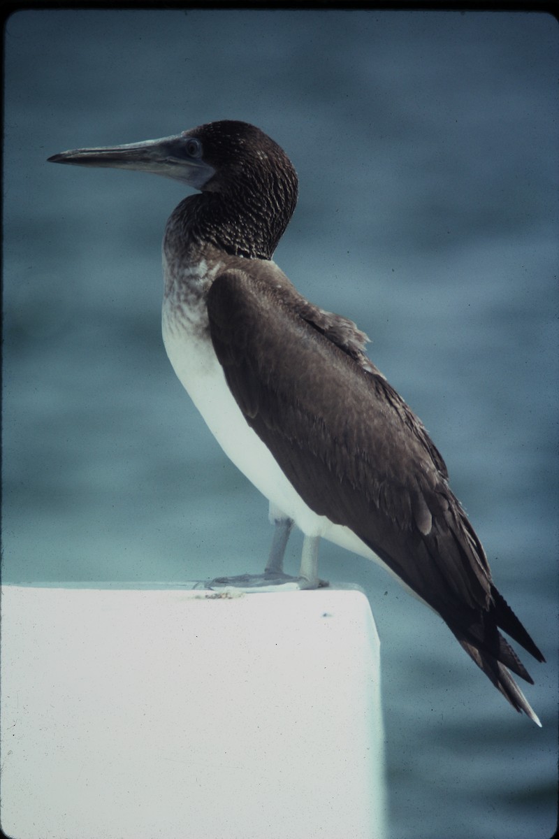 Blue-footed Booby - ML56112651