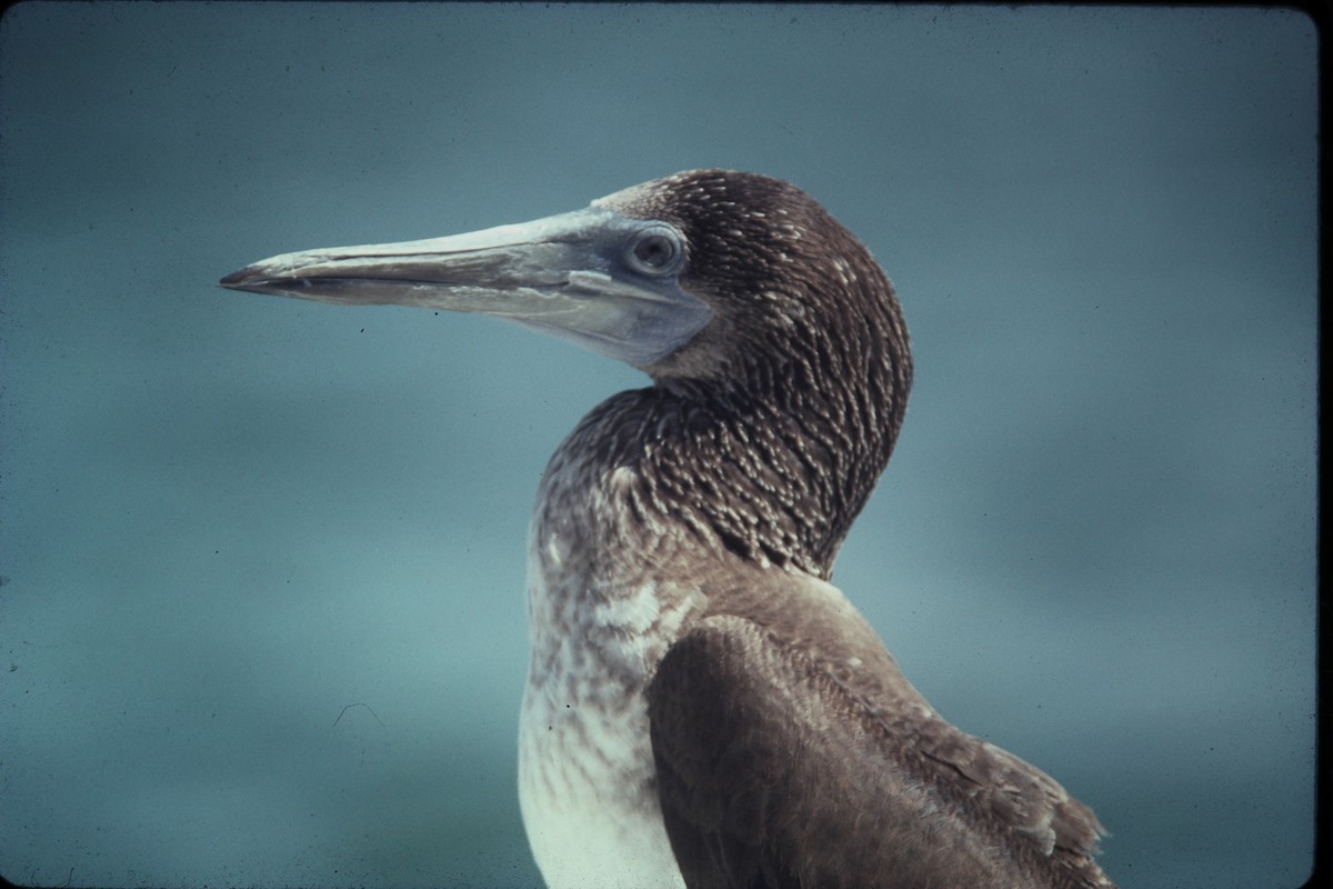 Blue-footed Booby - ML56112671