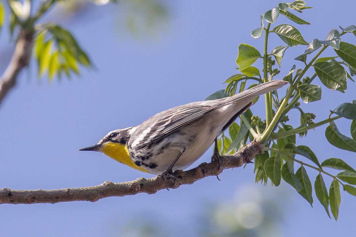 Yellow-throated Warbler - ML561126721