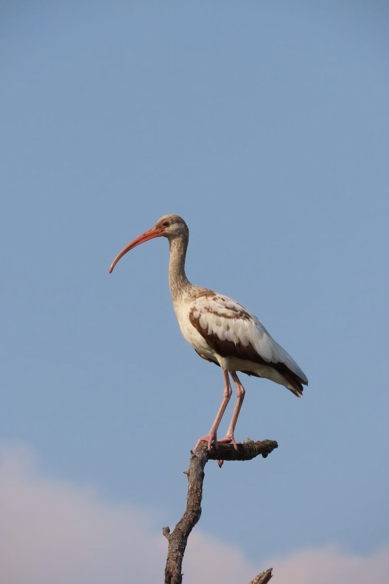 ibis bílý - ML561128571