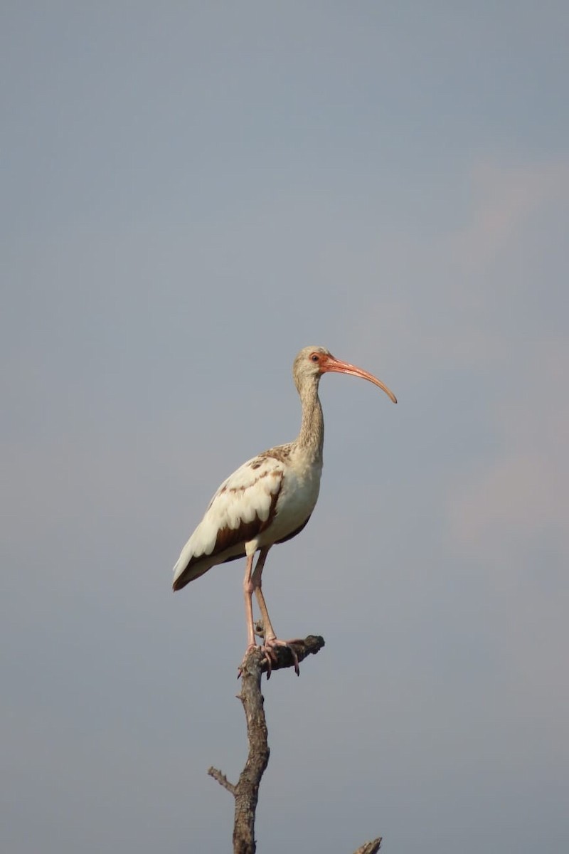 ibis bílý - ML561128721