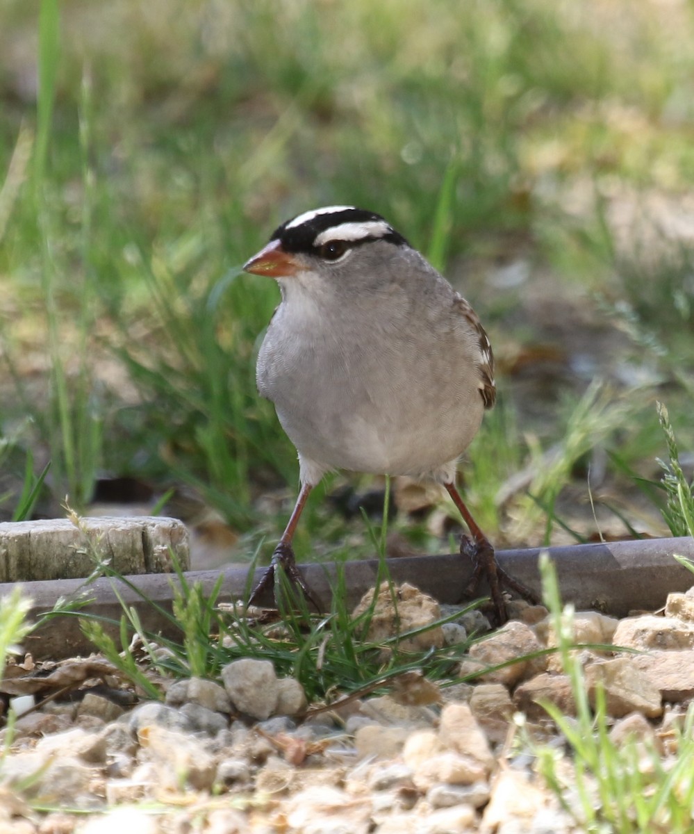 White-crowned Sparrow (Dark-lored) - ML561133791