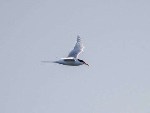Forster's Tern - Roger Horn