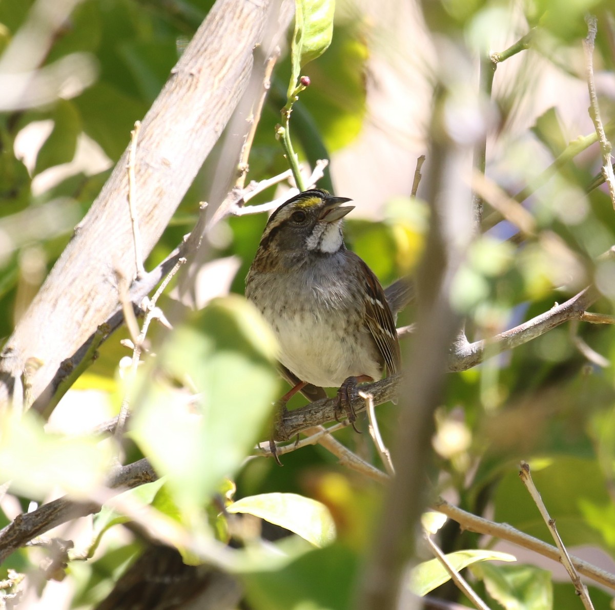 White-throated Sparrow - ML561134171