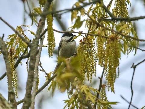 Carolina Chickadee - Roger Horn