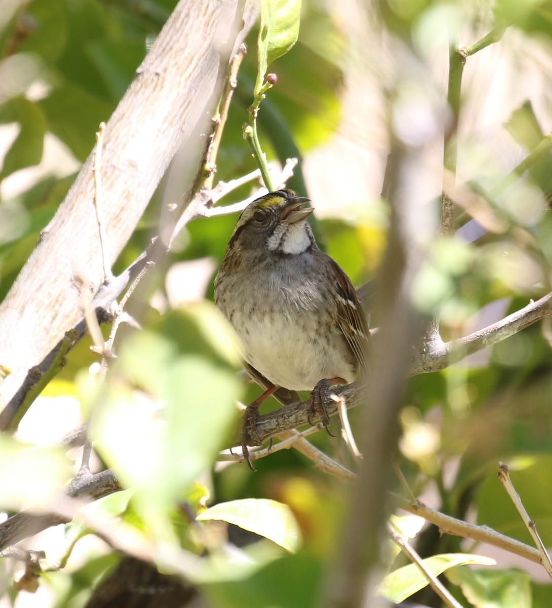 White-throated Sparrow - ML561134291