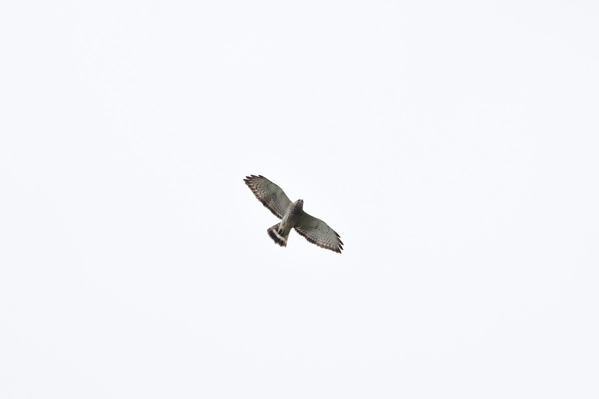 Broad-winged Hawk - ML561137441