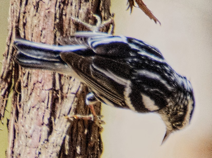 Black-and-white Warbler - ML561140281