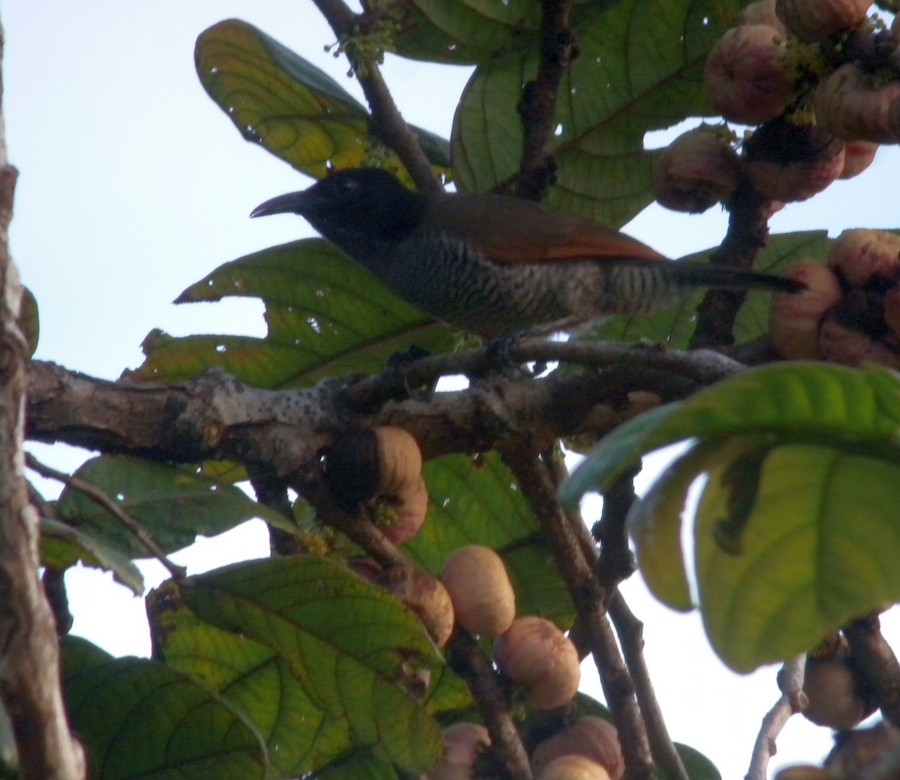 Lesser Lophorina - eBird