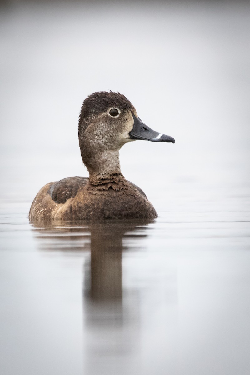 Ring-necked Duck - ML561146421