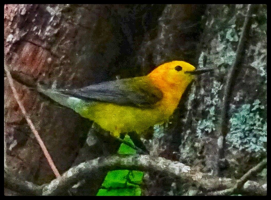 Prothonotary Warbler - ML561146761