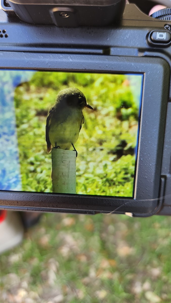 EBird Checklist 22 Apr 2023 Galveston Lafitte S Cove UTC 068