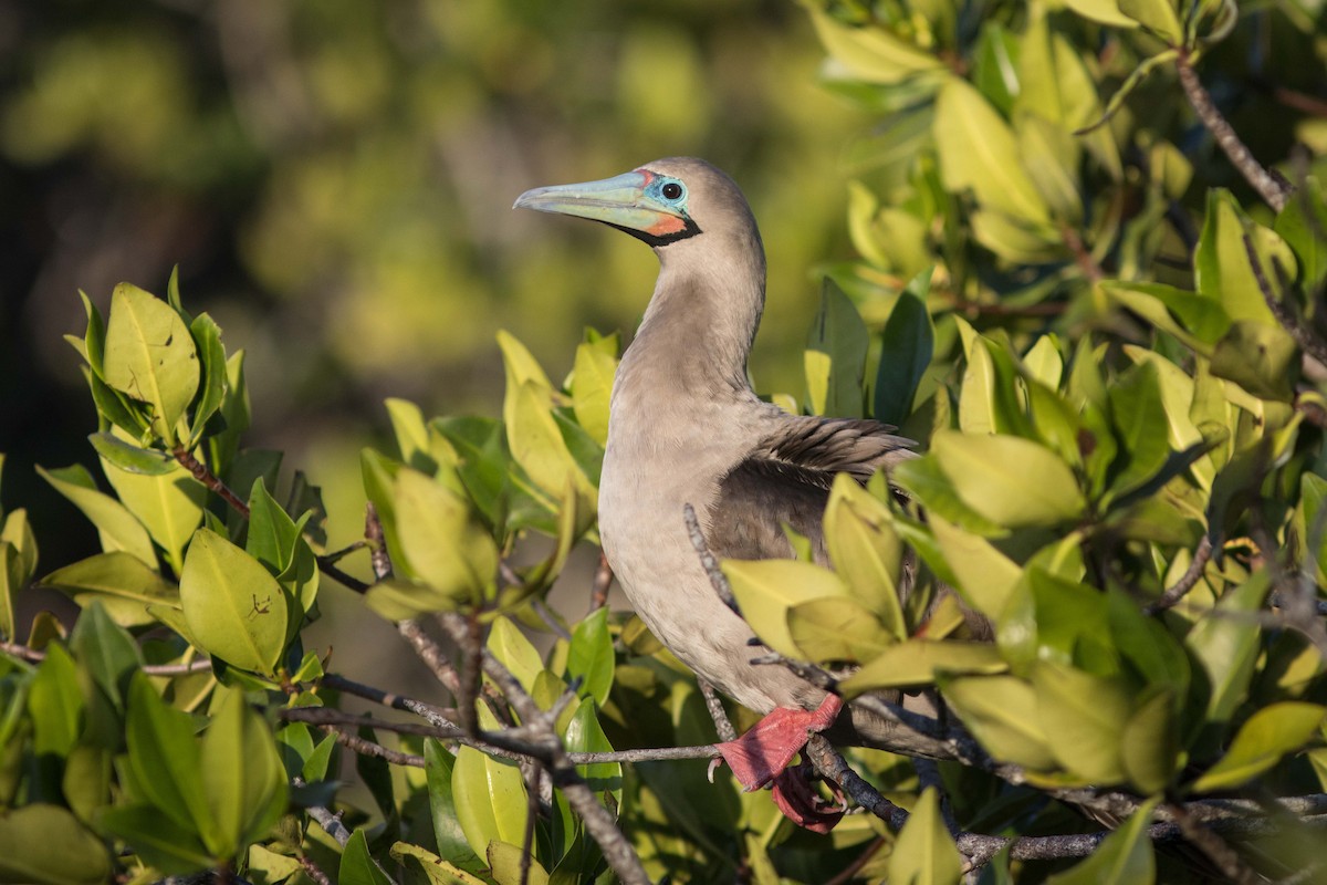 Red-footed Booby - ML561153011
