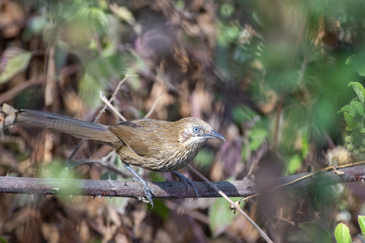 Spiny Babbler - Anonymous