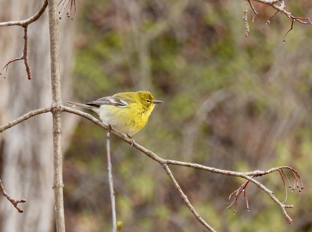 Wisconsin eBird Checklist - 22 Apr 2023 - Pheasant Branch Conservancy ...