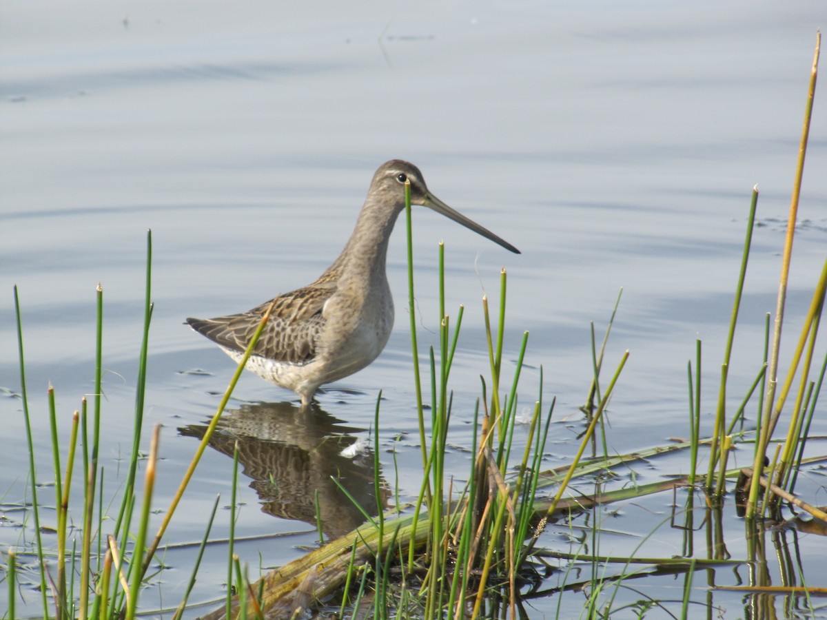 Long-billed Dowitcher - Adrian Hinkle