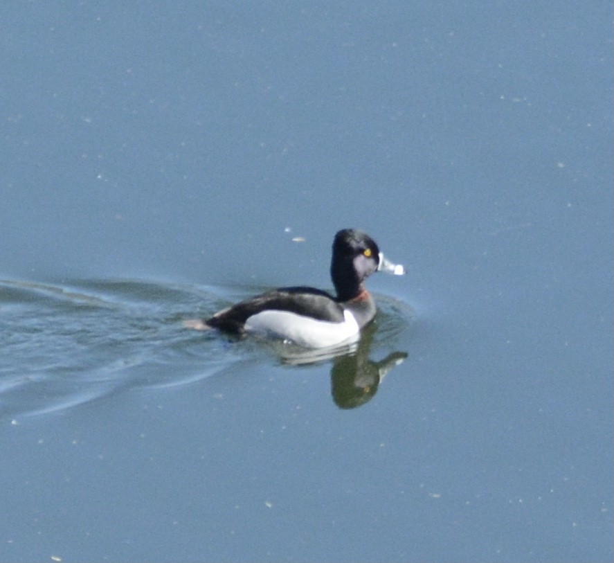 Ring-necked Duck - ML561165911