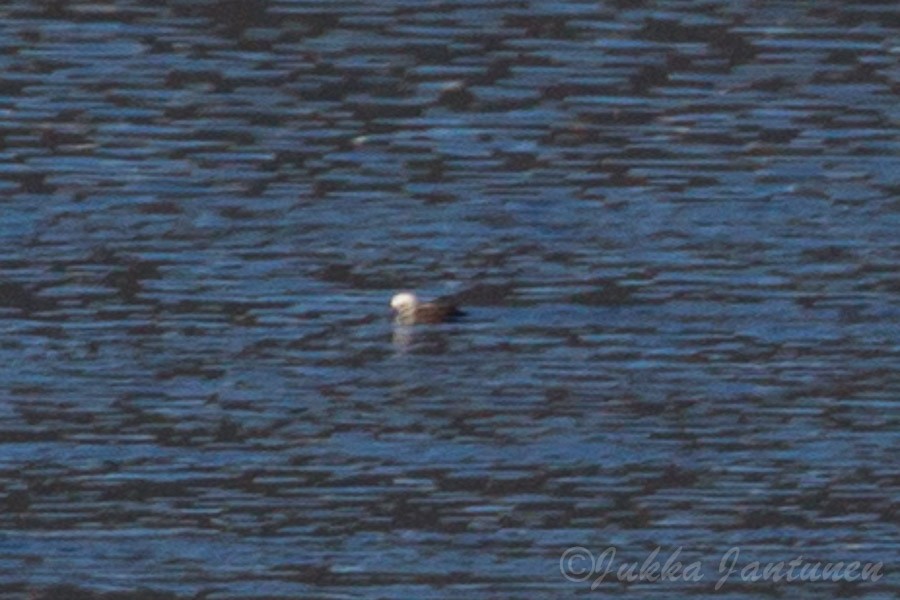 Long-tailed Duck - ML56118131