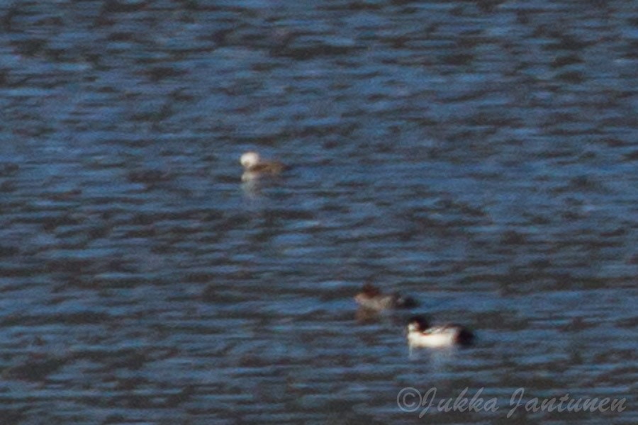 Long-tailed Duck - ML56118141