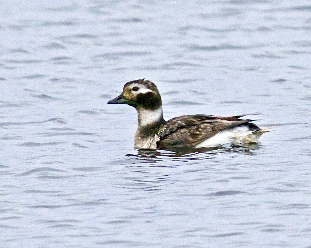 Long-tailed Duck - ML561185301