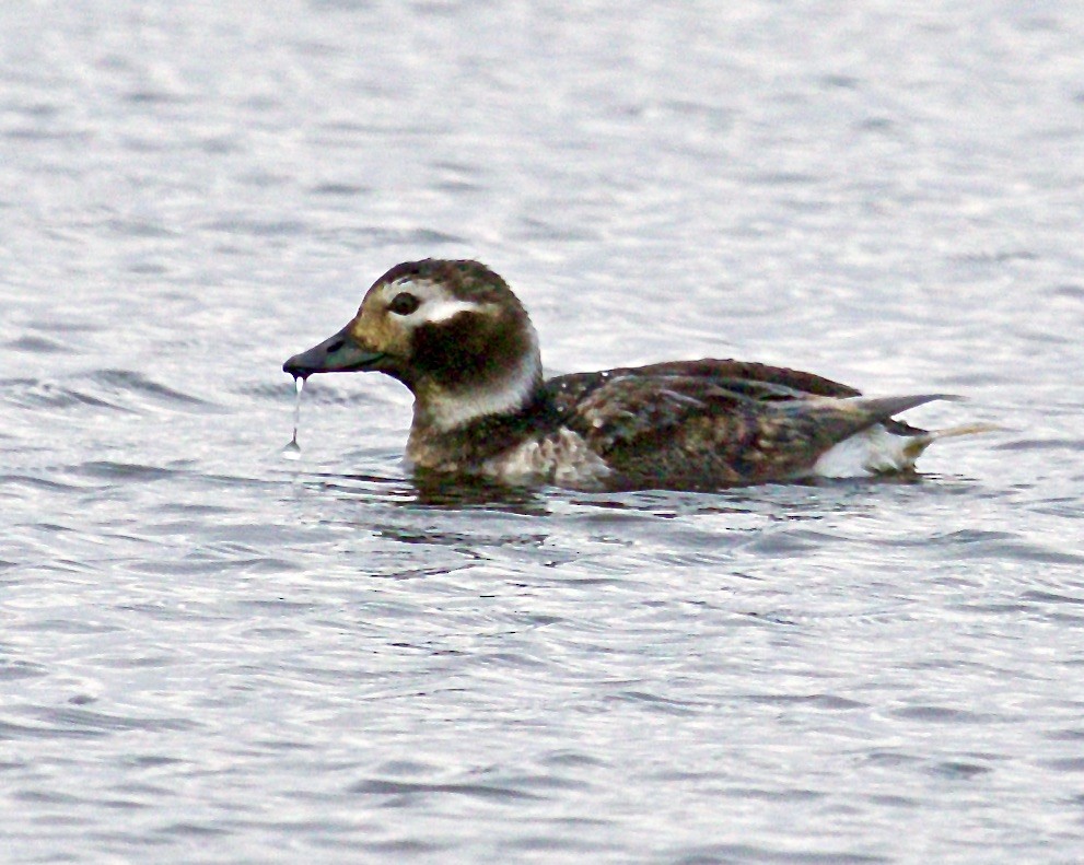 Long-tailed Duck - ML561185311