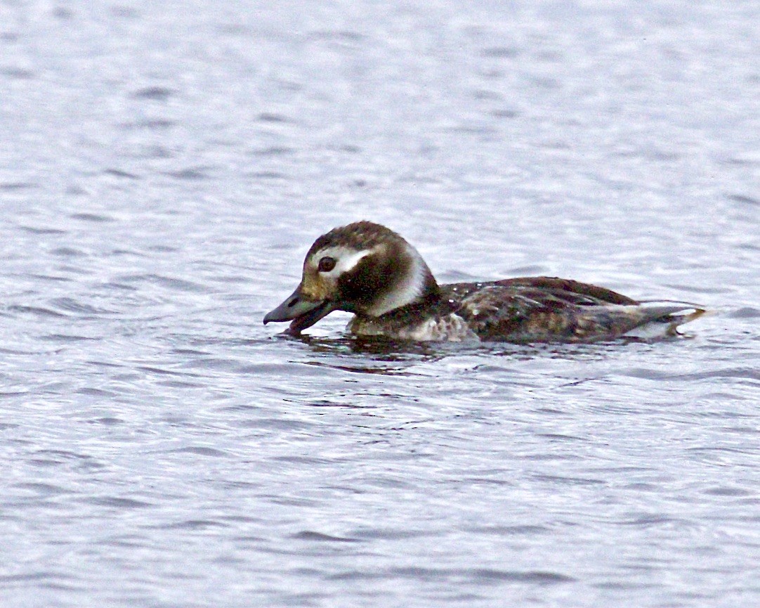 Long-tailed Duck - ML561185321
