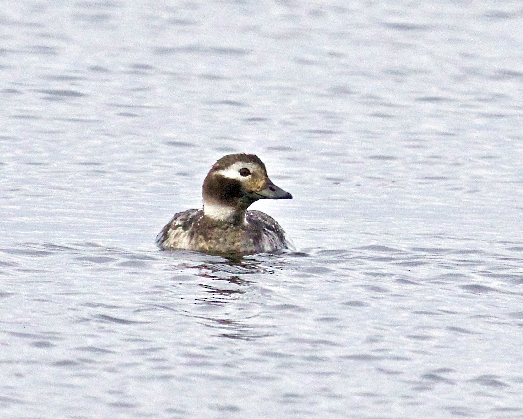 Long-tailed Duck - ML561185331