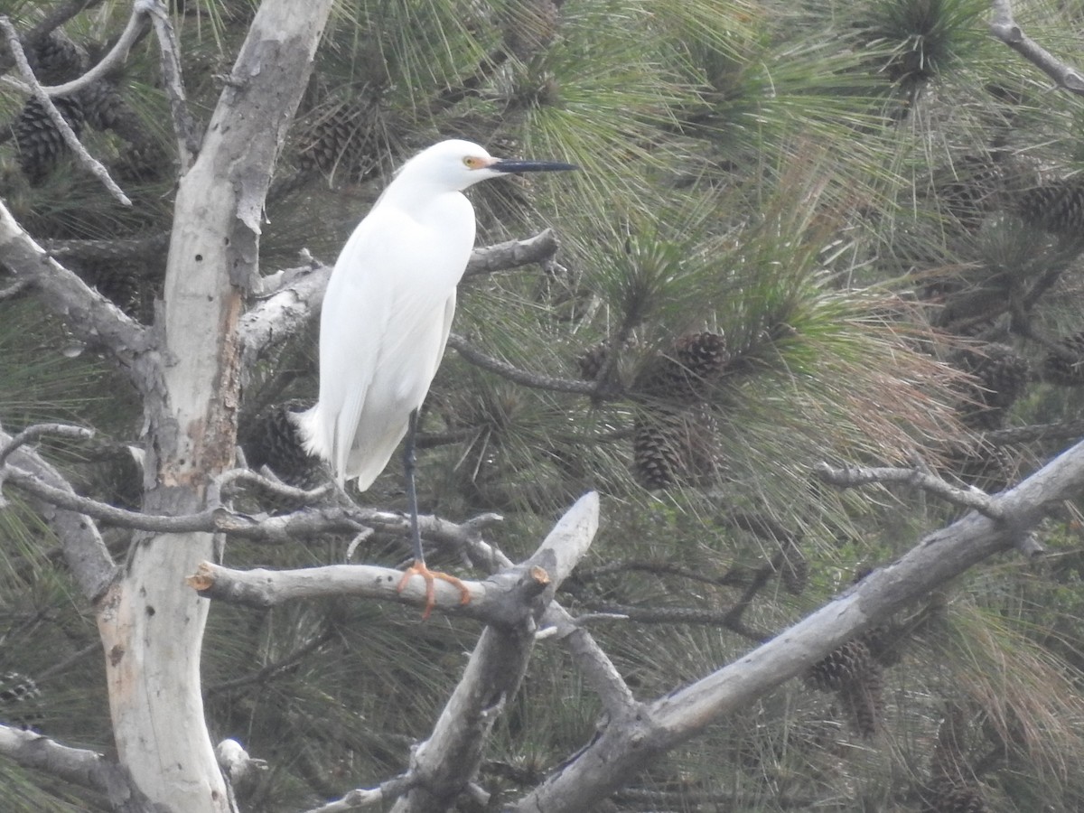 Snowy Egret - Laura Mae