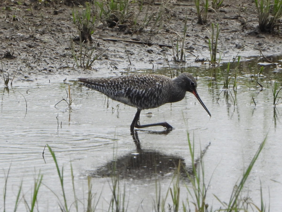 Spotted Redshank - ML561198221
