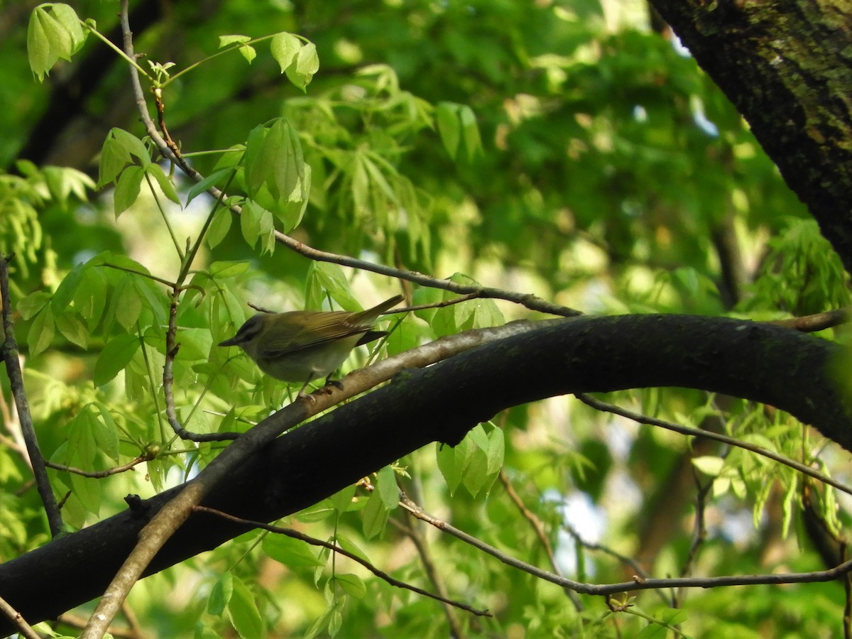 Ebird Checklist Apr Lakeview Park Species