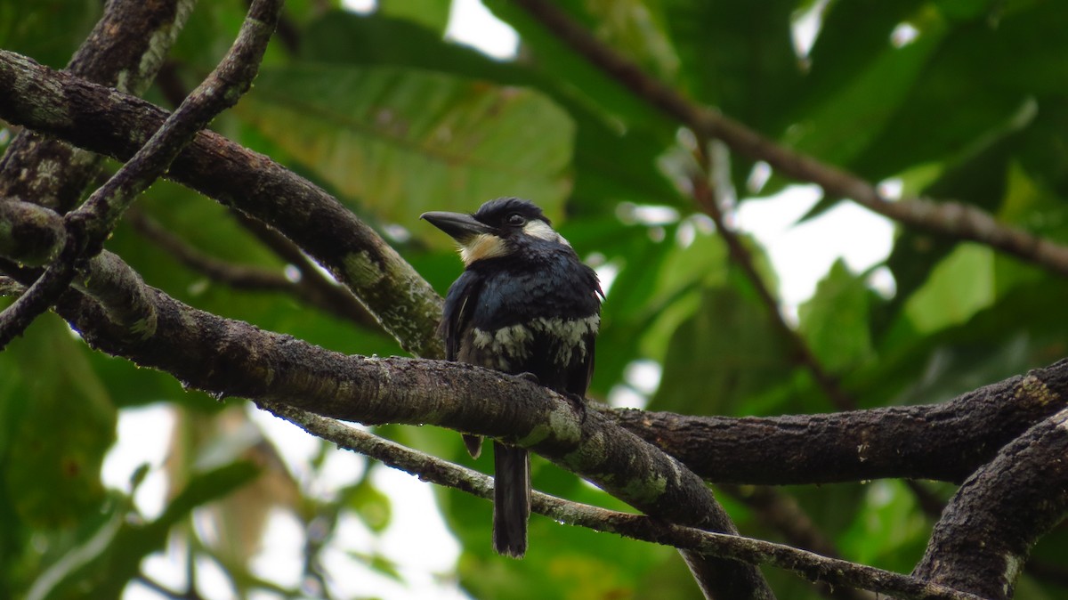 Black-breasted Puffbird - Jorge Muñoz García   CAQUETA BIRDING