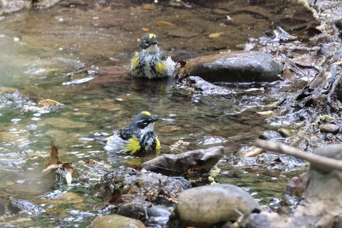 Yellow-rumped Warbler - Austin C & Haocong R