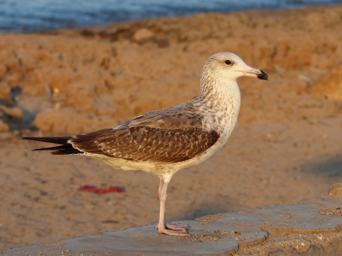 Lesser Black-backed Gull (Heuglin's) - Rustom Jamadar