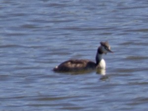 Great Crested Grebe - ML56120611