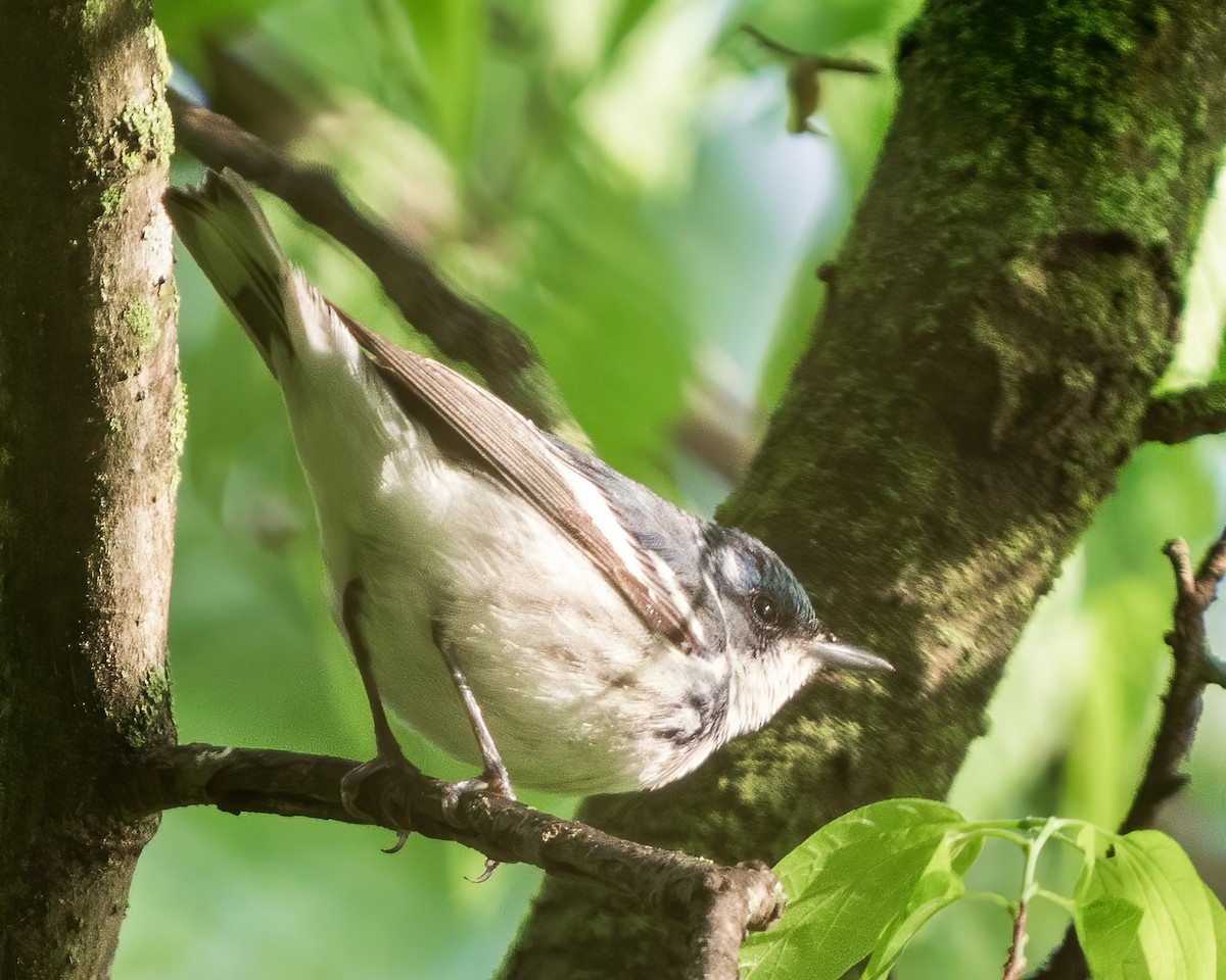 EBird Checklist 22 Apr 2023 Radnor Lake SP 58 Species