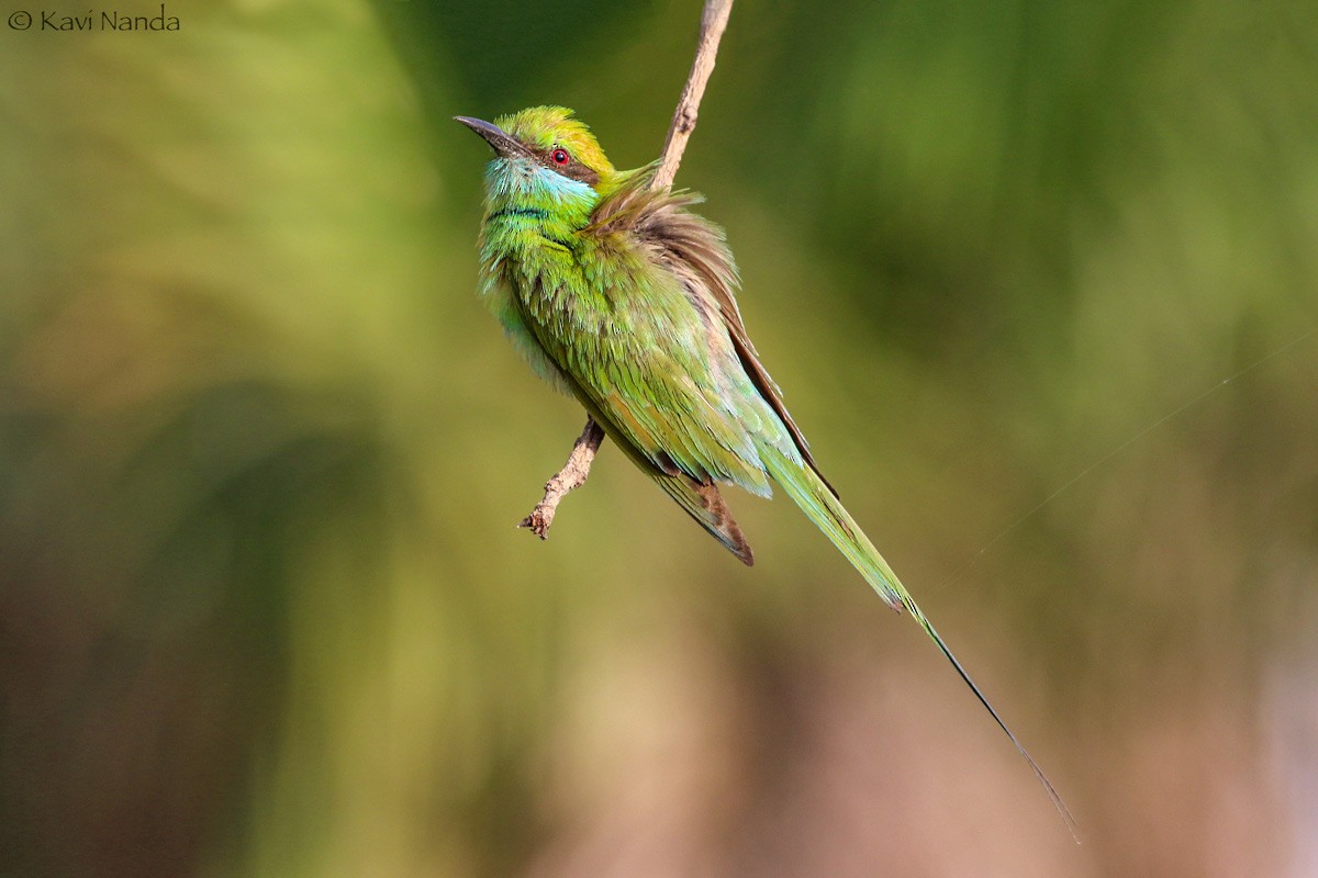 Asian Green Bee-eater - ML56121311