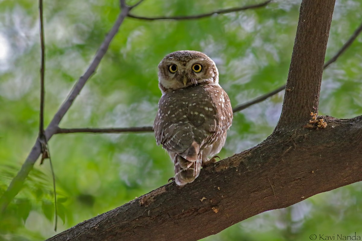 Spotted Owlet - ML56121321