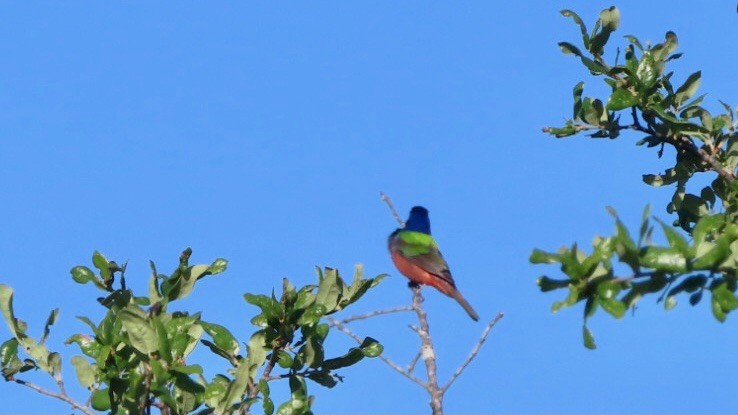 Painted Bunting - ML561215981