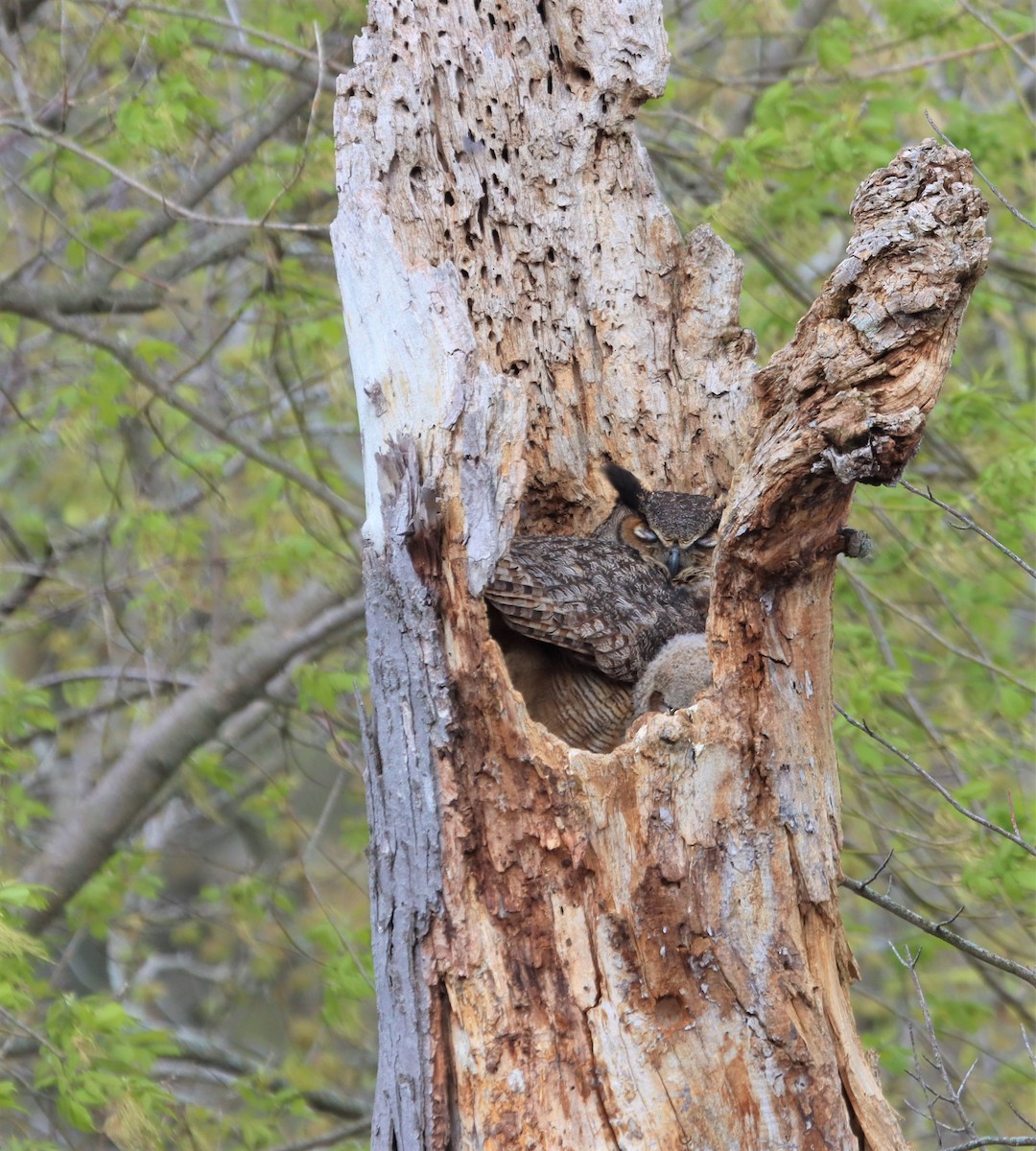 ML561218161 Great Horned Owl Macaulay Library
