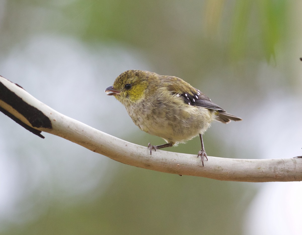 Forty-spotted Pardalote - Scott Baker