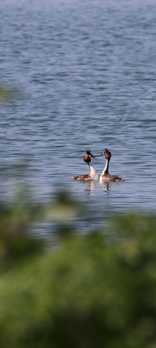 Great Crested Grebe - ML561219511