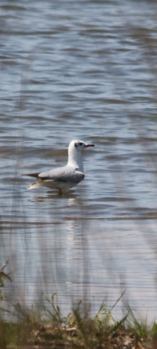 Mouette rieuse - ML561220771